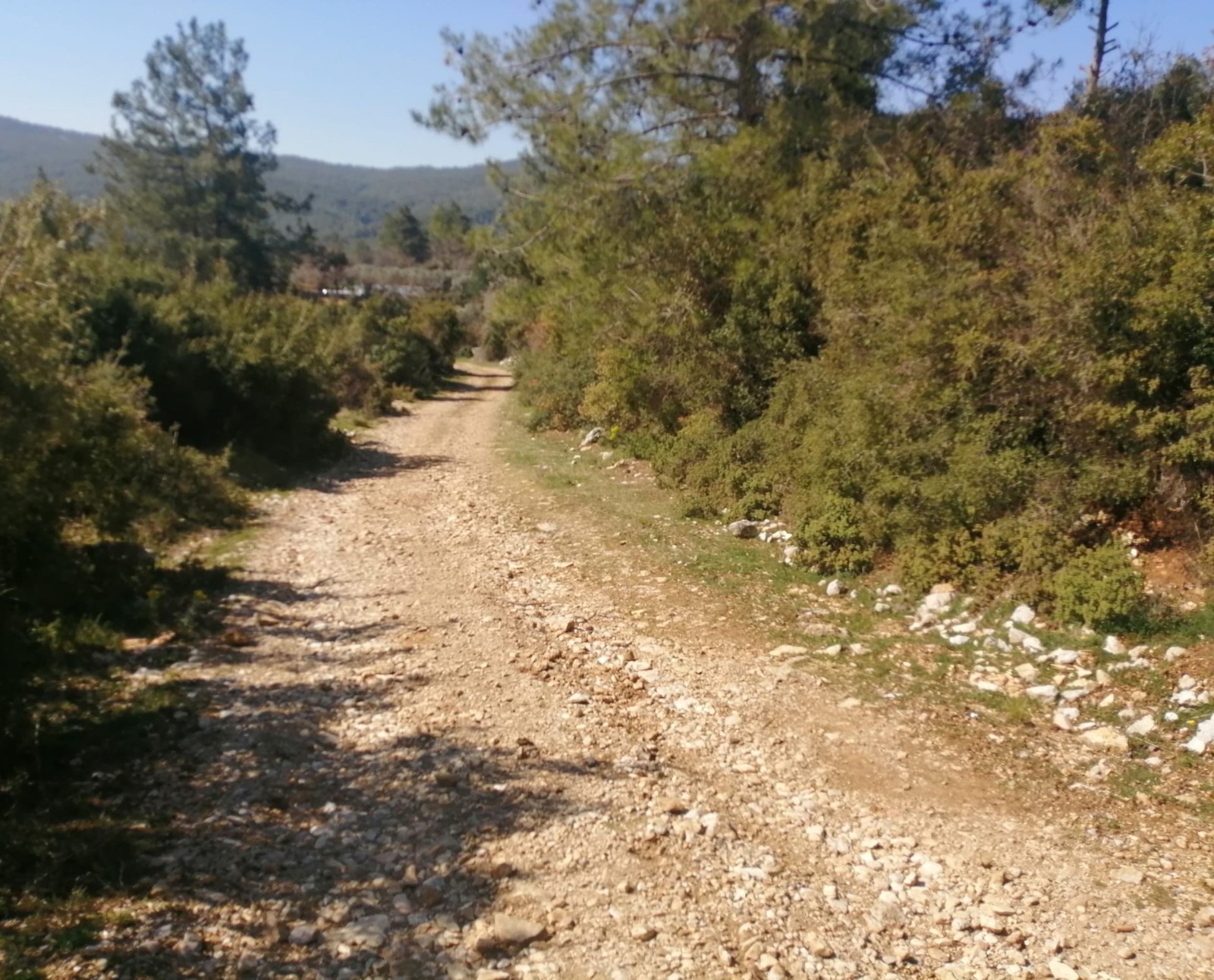 Muğla Ula Kızılağaç Mahallesinde 2073 m2 Satılık Tarla